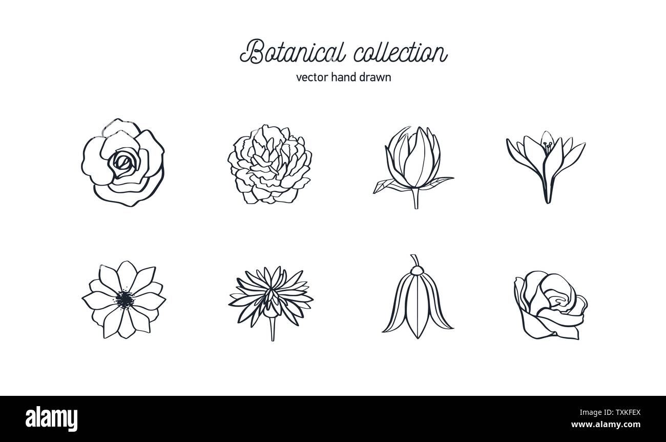 Vettore disegnati a mano insieme di fiori selvatici. Le rose, peonia, anemone e altri. Doodle stile illustrazione botanica. Illustrazione Vettoriale