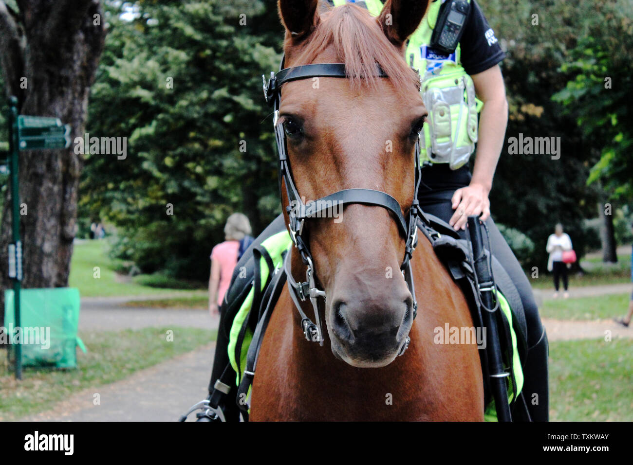 Aprile 2019, Cardiff, Galles. Close up di marrone e grigio per cavalli di due agenti di polizia a cavallo nel parco centrale.British polizia montata/squad. Un capretto è petti Foto Stock