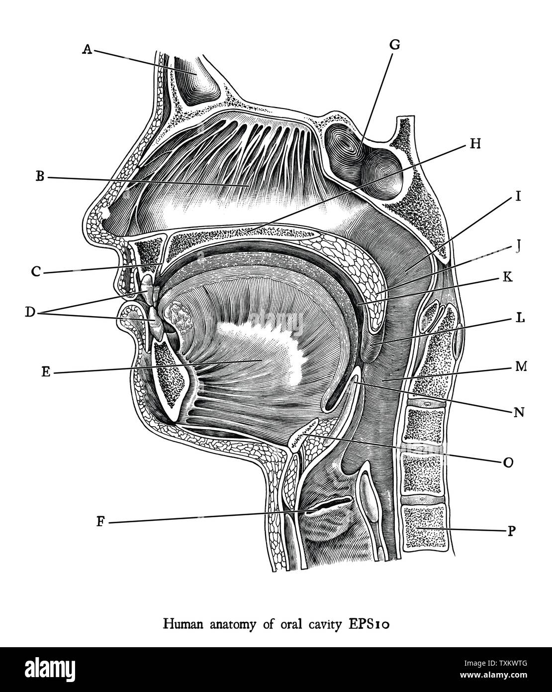 Incisione Antica illustrazione di umana cavità orale in bianco e nero di clipart isolare su sfondo bianco,anatomia umana per l'istruzione medica. Illustrazione Vettoriale