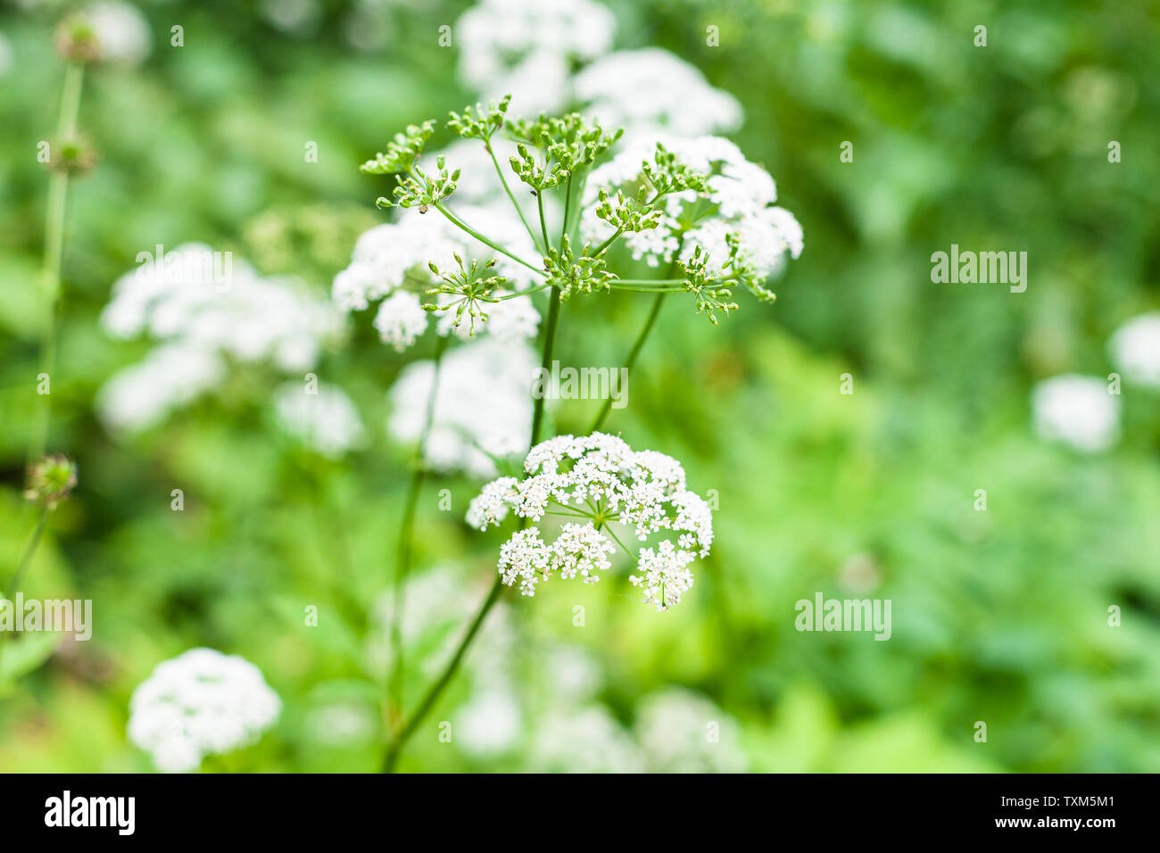 Fiori bianchi di massa impianto anziano vicino sul prato verde in giornata estiva con sfondo sfocato Foto Stock