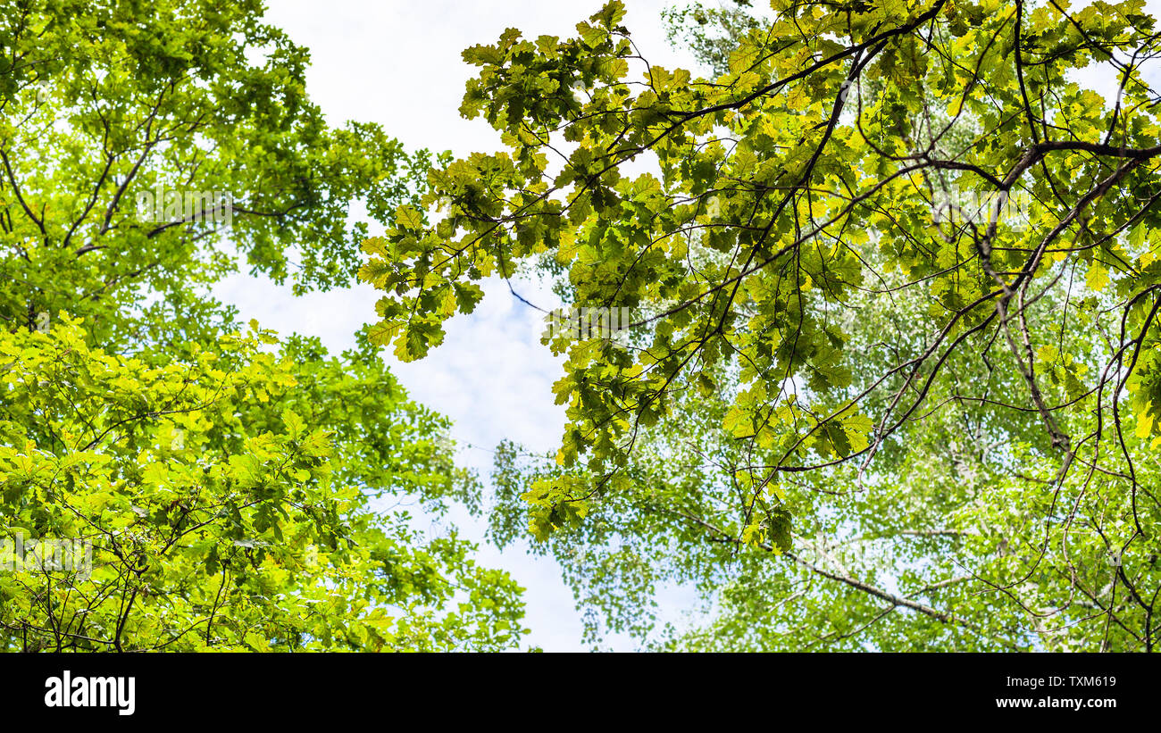 Sfondo naturale - vista panoramica del ramo verde del comune albero di quercia nella foresta in estate (messa a fuoco delle foglie di quercia) Foto Stock