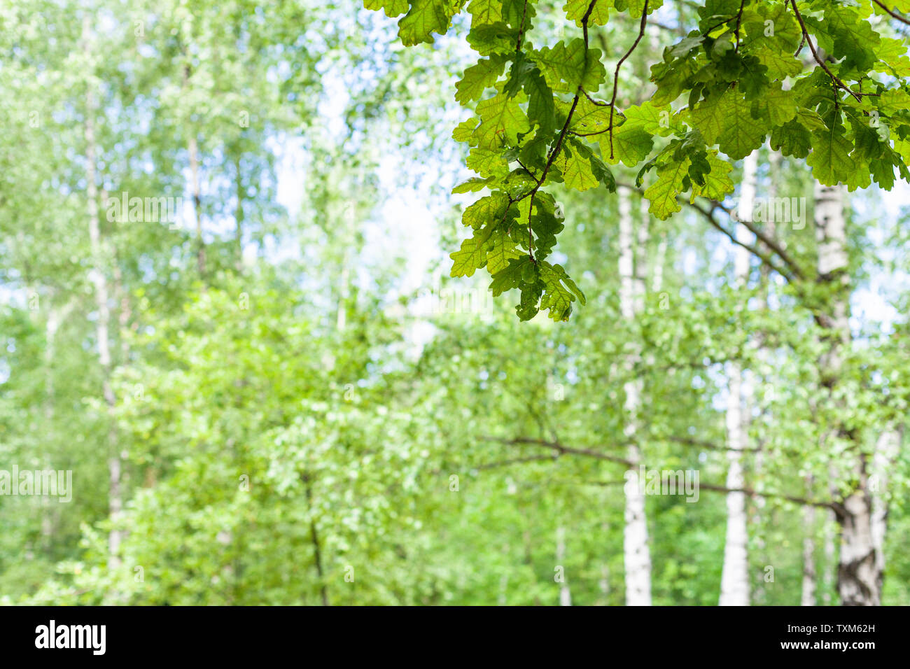 Ramoscello verdeggiante di comune albero di quercia nella foresta nella soleggiata giornata estiva con sfondo sfocato (focus della quercia ramoscello in primo piano) Foto Stock