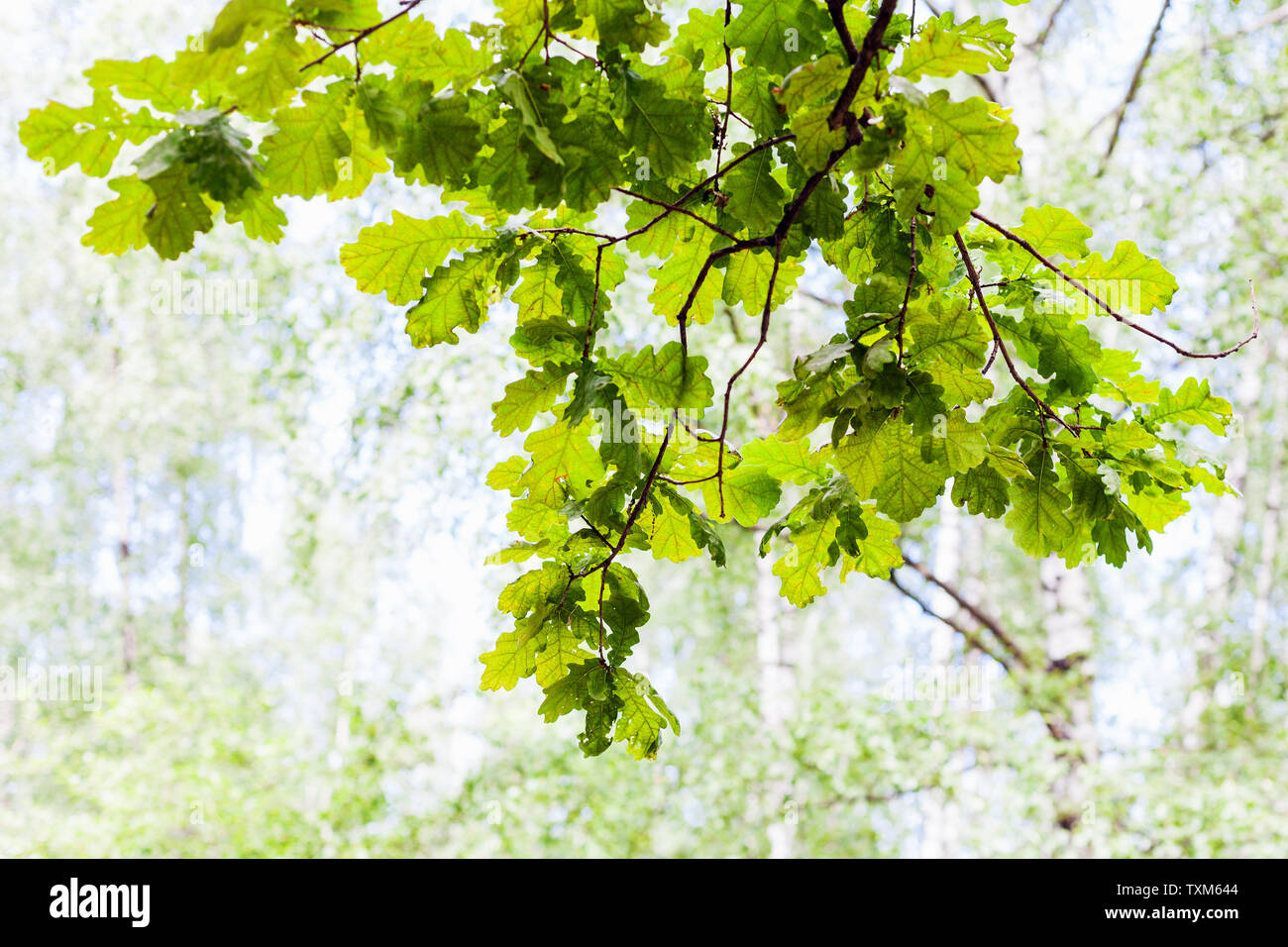 Ramo verde di quercia nella foresta nella soleggiata giornata estiva con sfondo sfocato (focus della quercia ramoscello in primo piano) Foto Stock