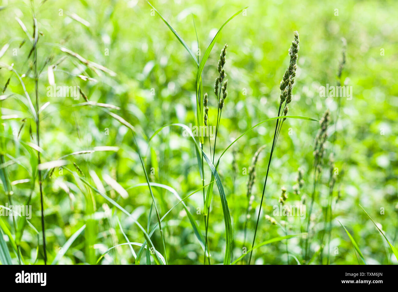 Erba verde vicino sul prato verde in giornata estiva con sfondo sfocato (messa a fuoco in primo piano) Foto Stock