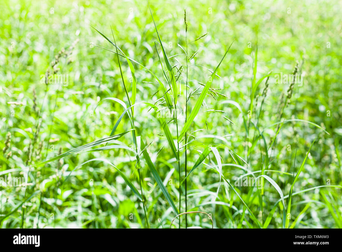 Erba verde vicino fino in campo verde in giornata estiva con sfondo sfocato (messa a fuoco in primo piano) Foto Stock