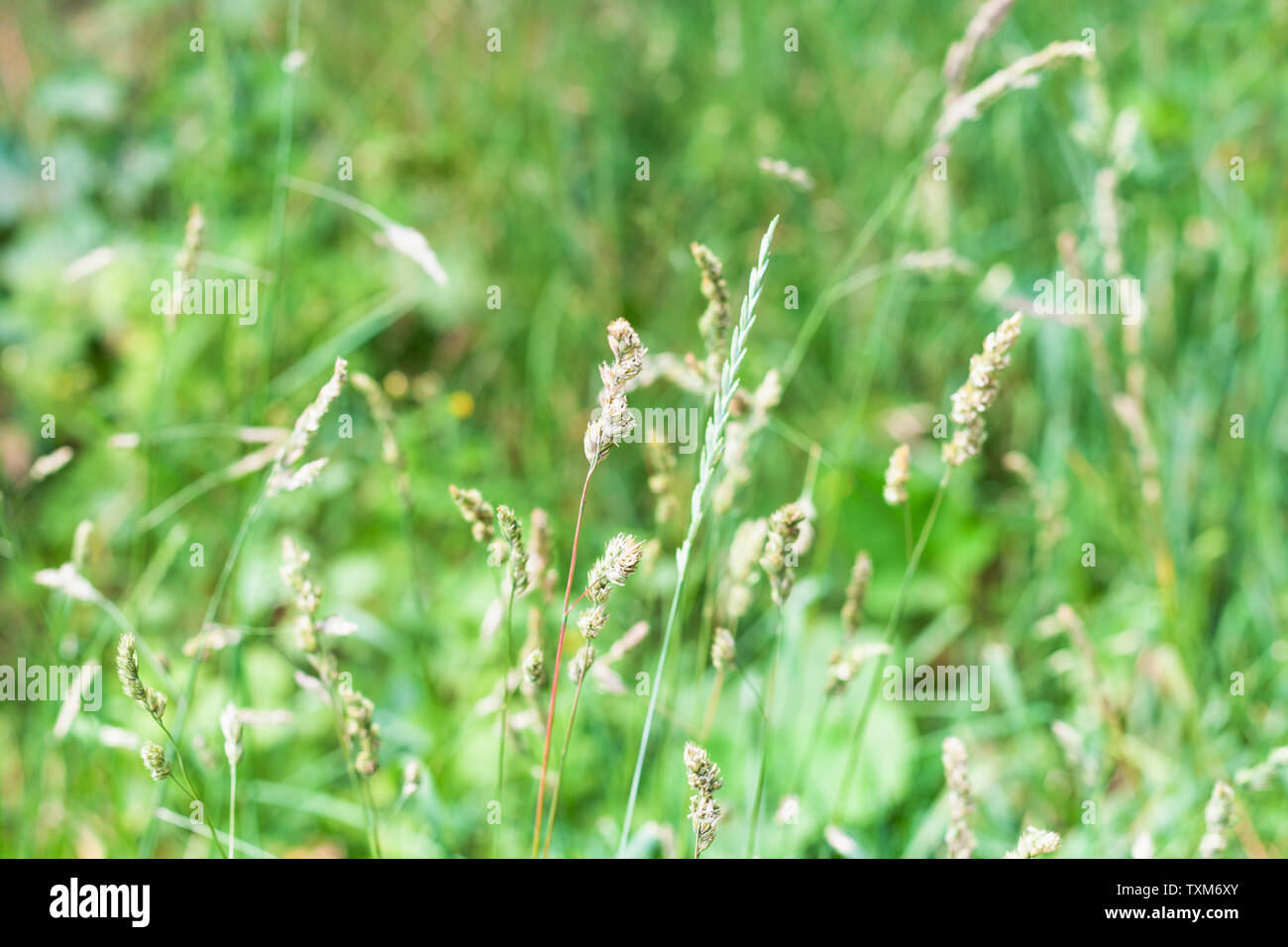 Erba verde vicino sul prato verde in giornata estiva con sfondo sfocato (focus sui picchi) Foto Stock