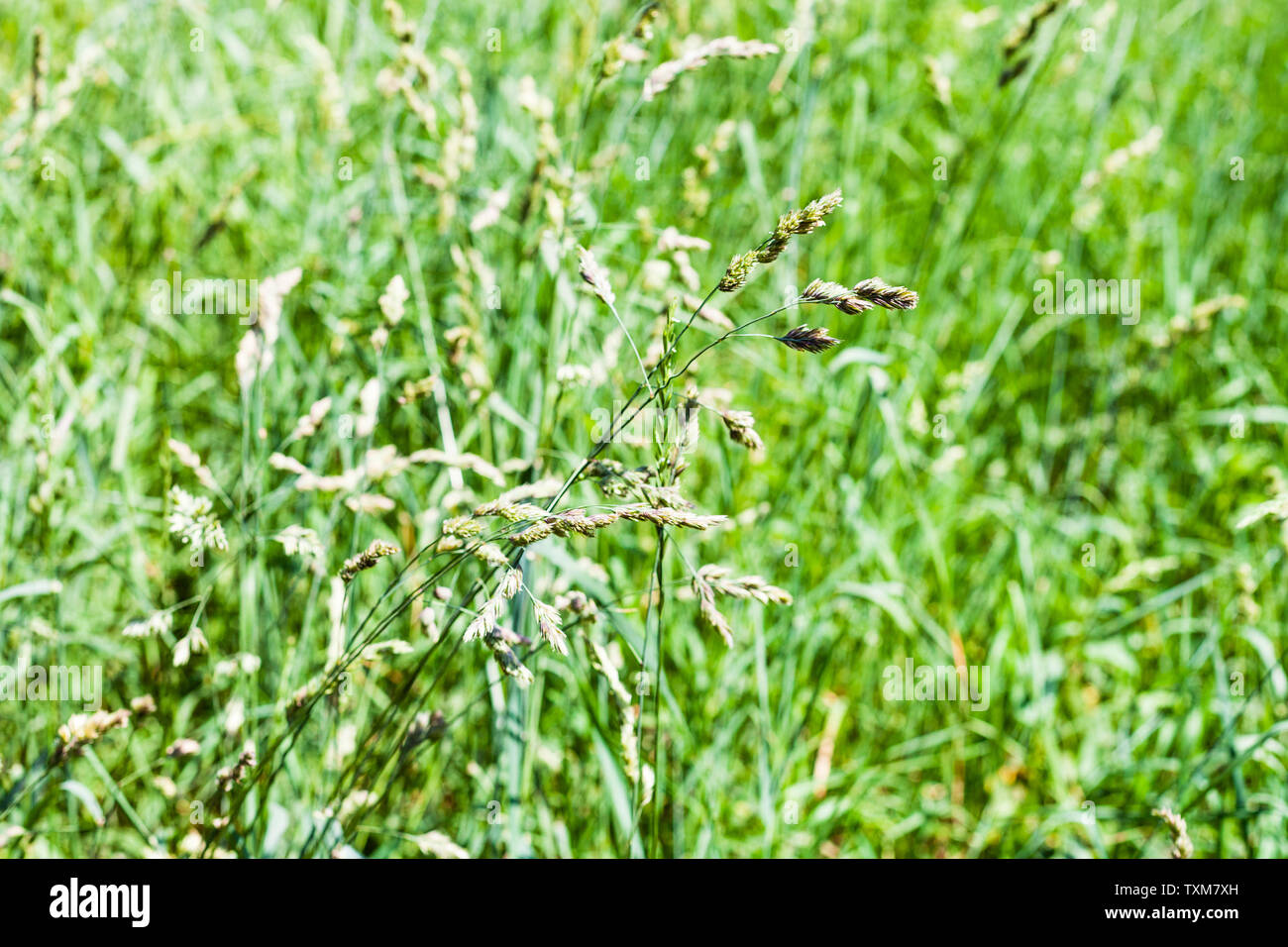 Spikelets in erba verde vicino sul prato verde in giornata estiva con sfondo sfocato (focus sui picchi) Foto Stock