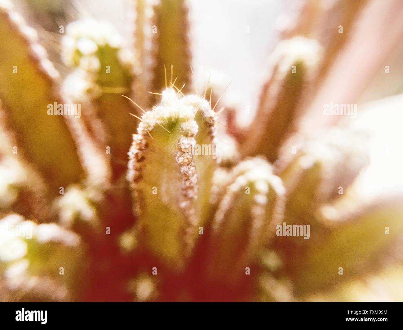Un fico d'india cactus. Foto Stock