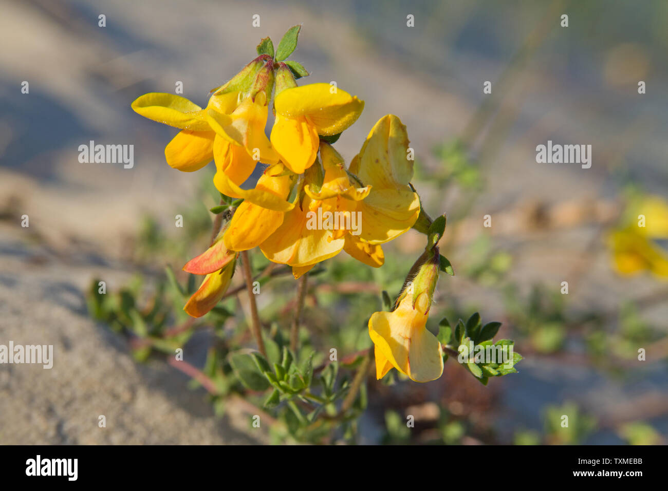 Close-up del giallo fiore di Lotus corniculatus, Common Bird's-piede lupolina, crescendo in duna duna di sabbia Foto Stock