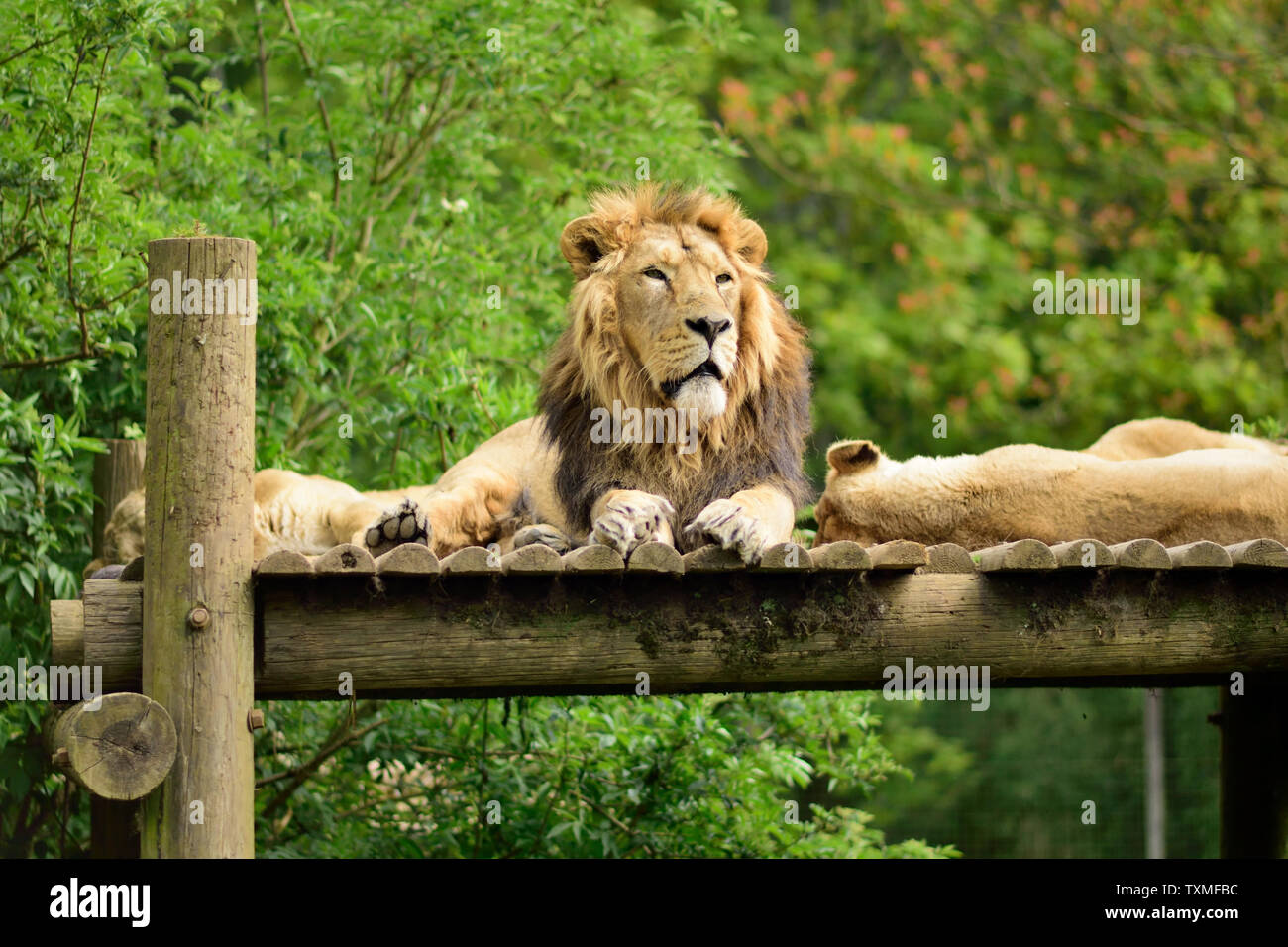 Un maschio di leone asiatico affiancato da due femmine. Foto Stock