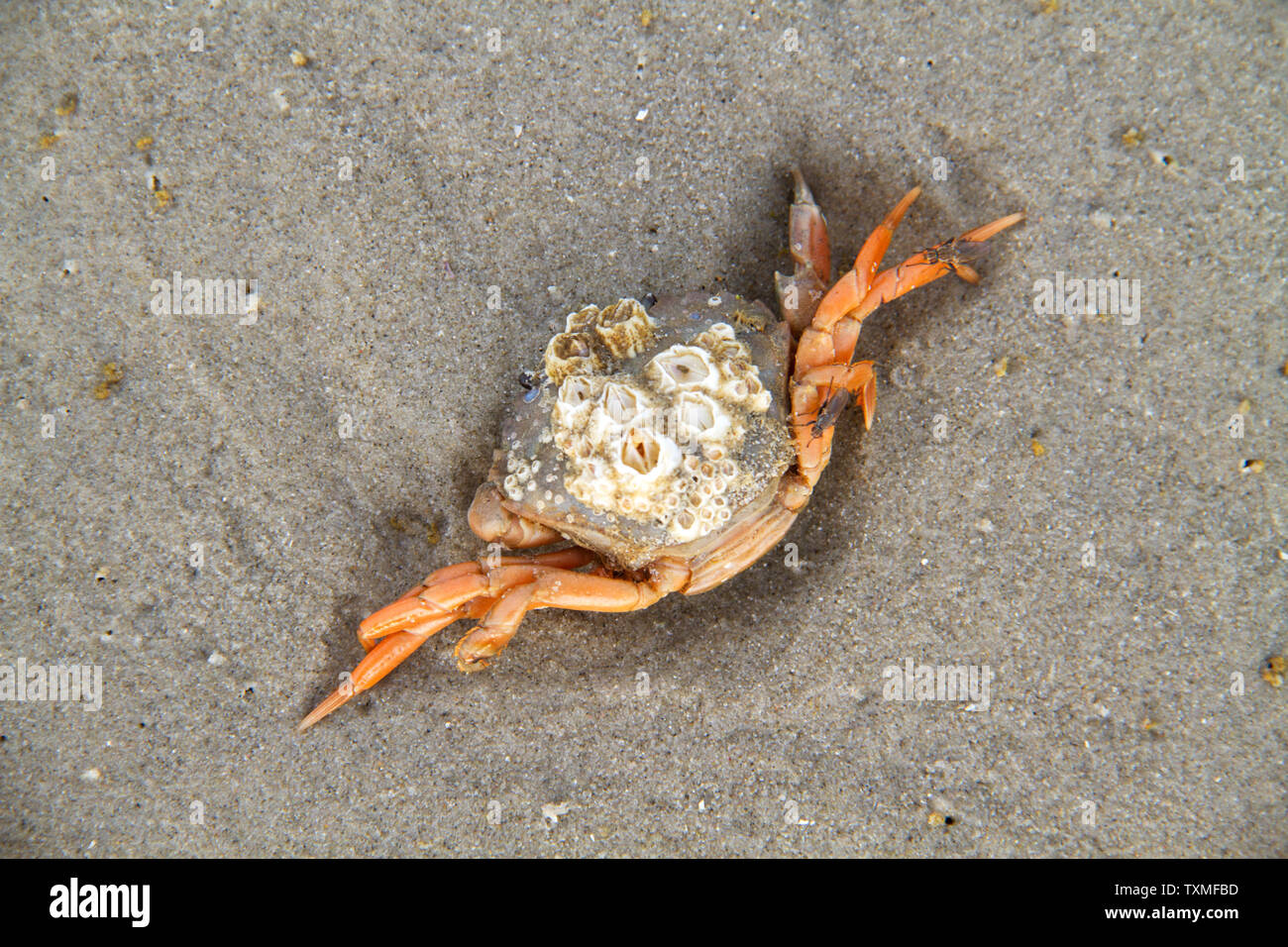 Morto il granchio Shore, cresciuto con cirripedi, sulla sabbia della spiaggia Foto Stock