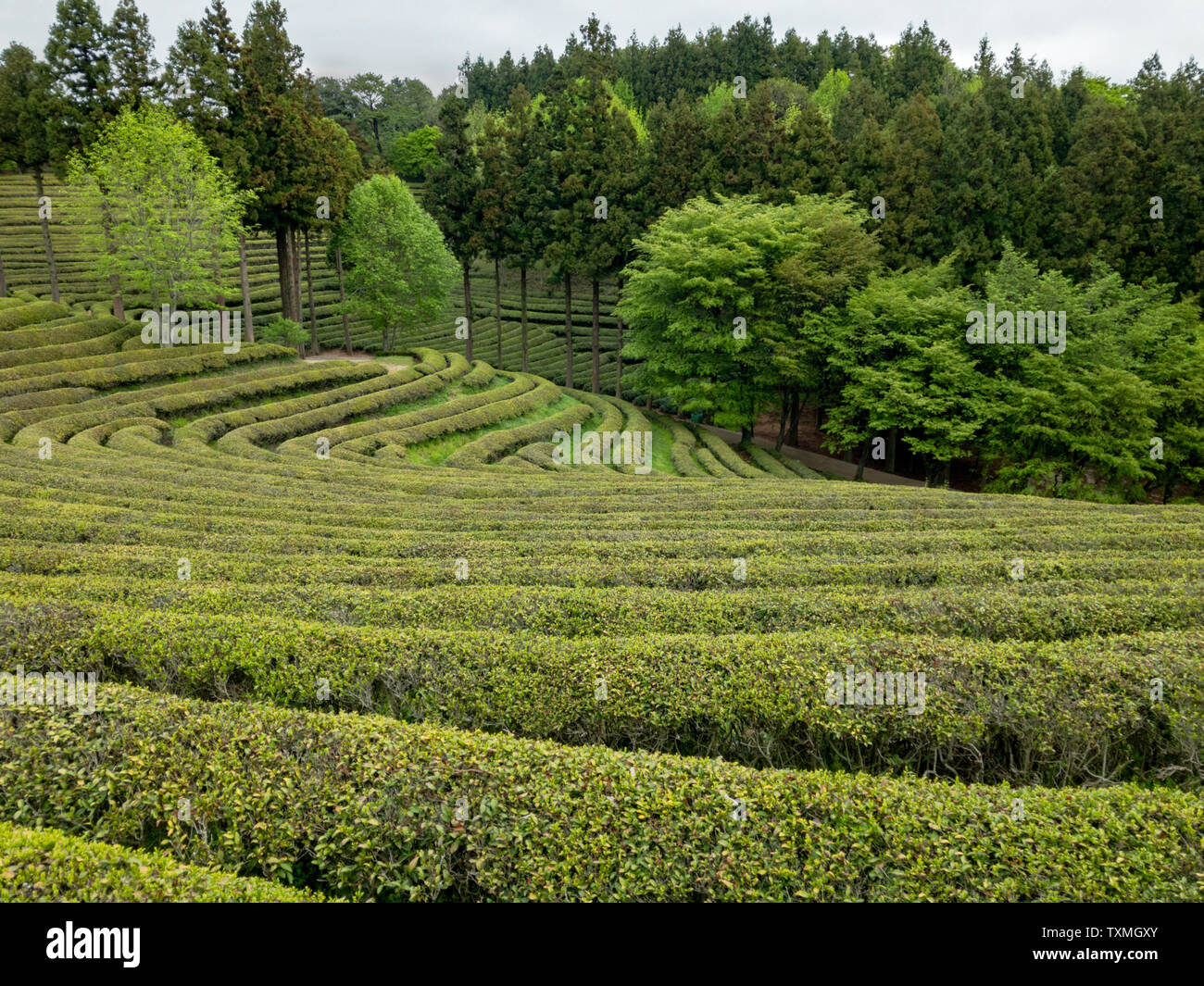 Il tè verde campi sulla piantagione in Boseong, Corea del Sud Foto Stock
