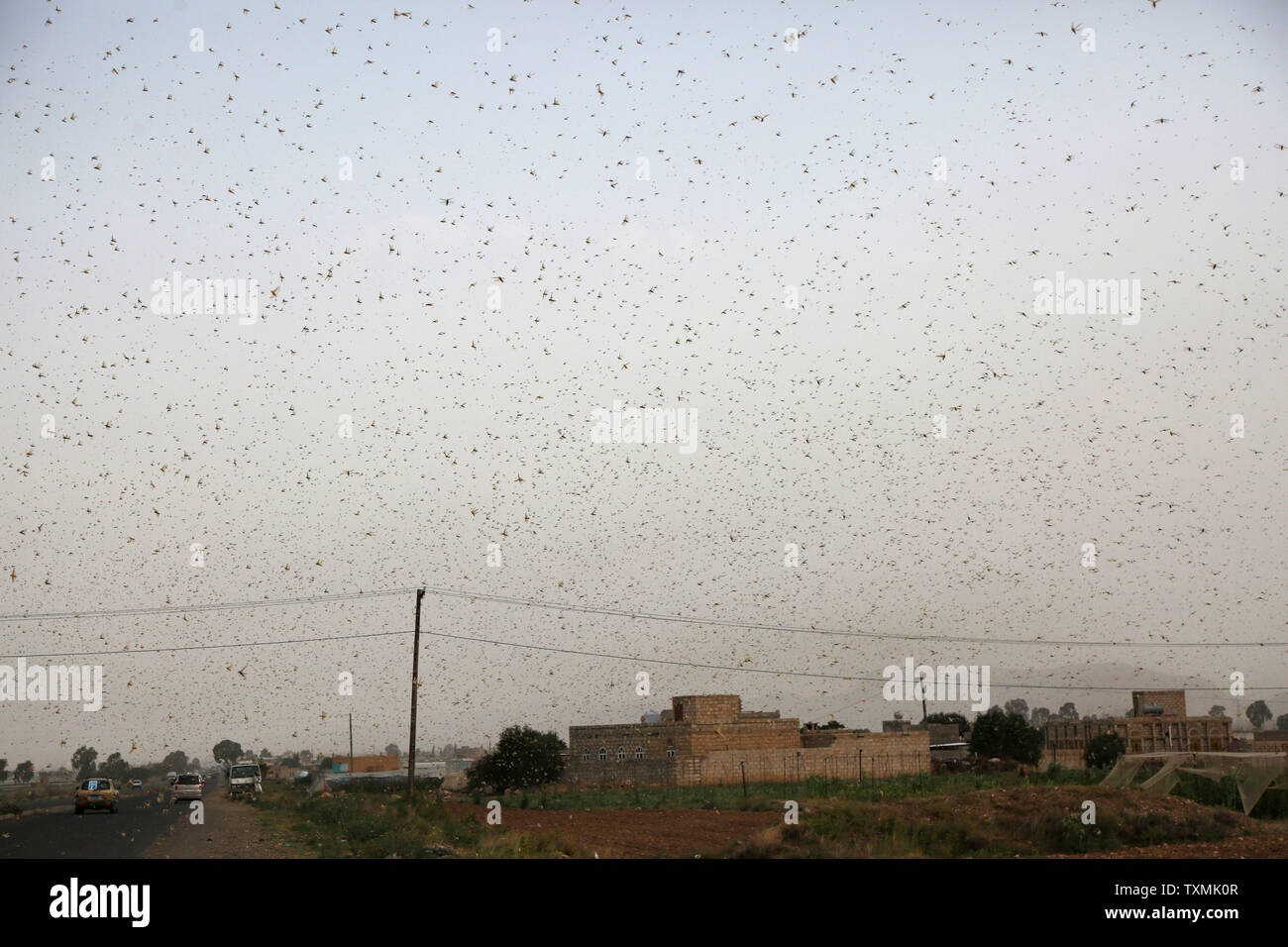 Sanaa, Yemen. Il 24 giugno 2019. Uno sciame di locuste volare in Sanaa, Yemen, Giugno 24, 2019. Una massiccia epidemia di locuste pone una grave minaccia per l'agricoltura in Yemen. Credito: Mohammed Mohammed/Xinhua/Alamy Live News Foto Stock