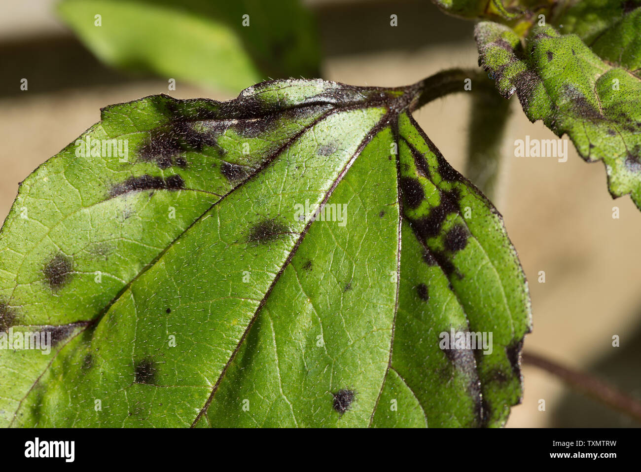 Macchie nere sulla superficie superiore di Helianthus annus, giovani foglie  di girasole più probabilmente a causa di eccessiva irrigazione Foto stock -  Alamy