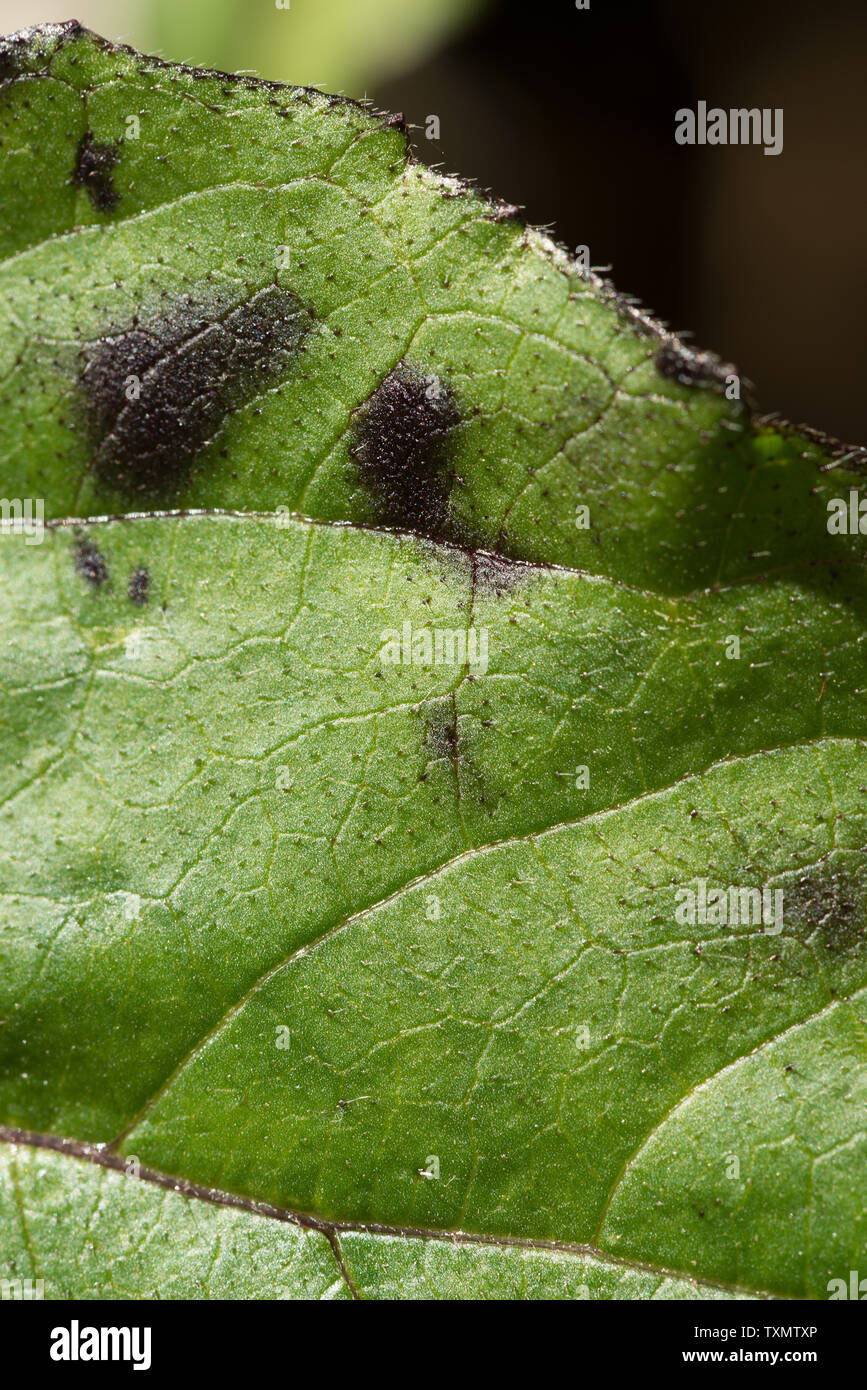 Macchie nere sulla superficie superiore di Helianthus annus, giovani foglie di girasole più probabilmente a causa di eccessiva irrigazione Foto Stock