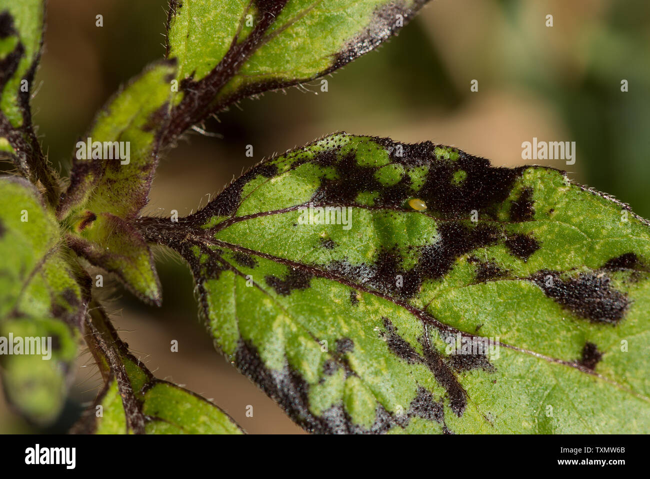 Macchie nere sulla superficie superiore di Helianthus annus, giovani foglie di girasole più probabilmente a causa di eccessiva irrigazione Foto Stock