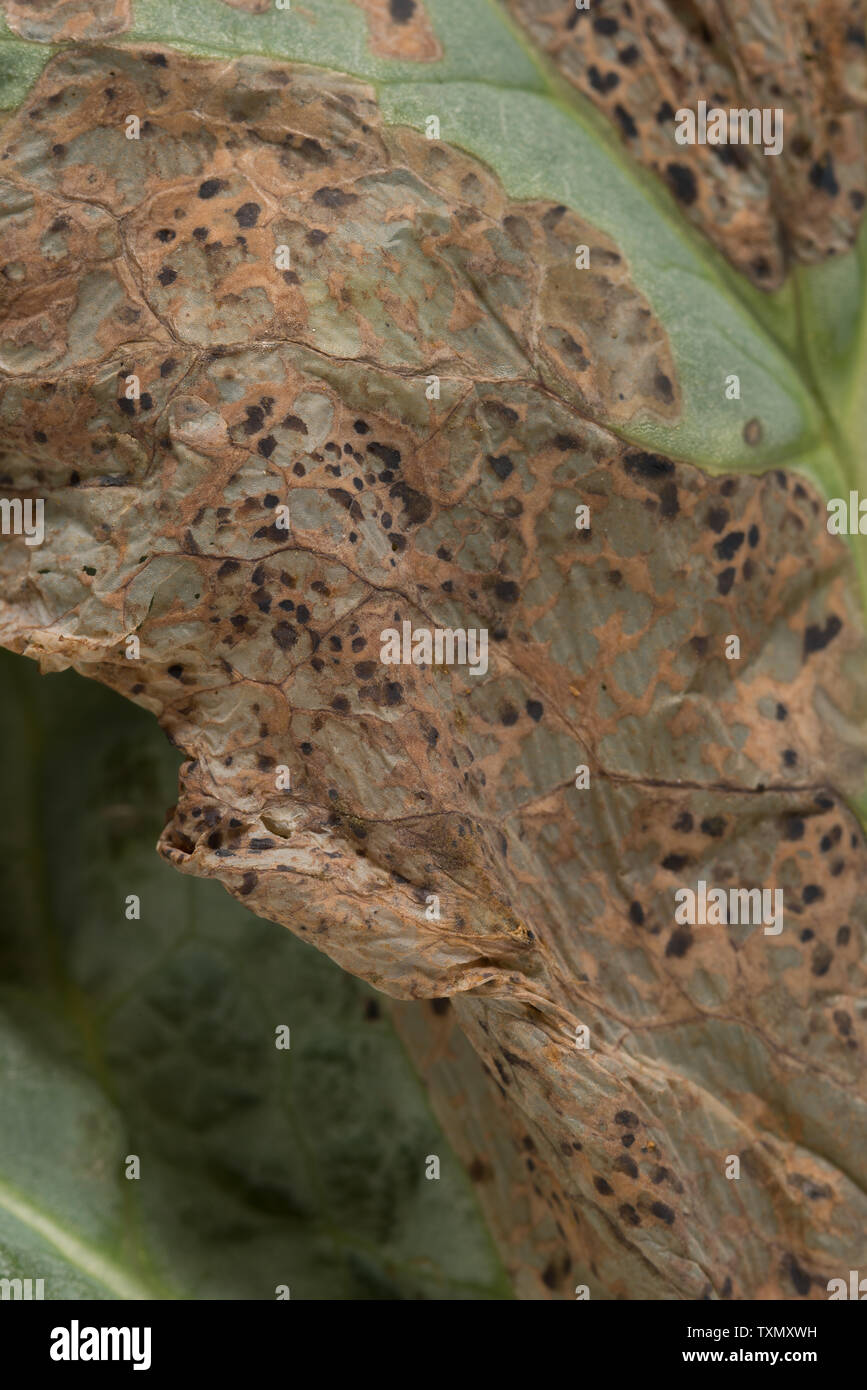 Peronospora spalmatura su di papavero da oppio leaf distruggendo le cellule e farle asciugare e si decompongono, peronospora Peronospora arborescens sintomi Foto Stock