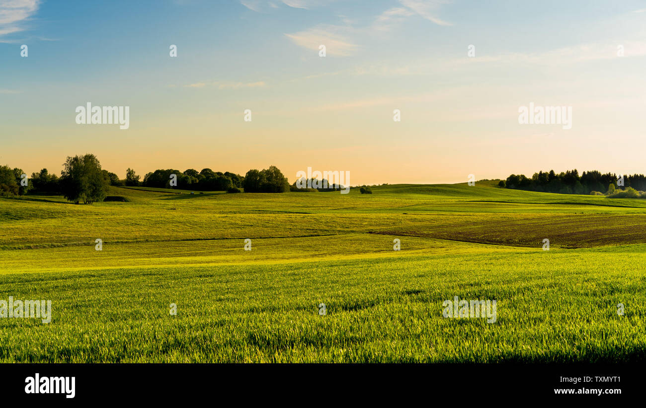 Paesaggio di campi verdi, cielo blu, il tramonto in Lituania Foto Stock