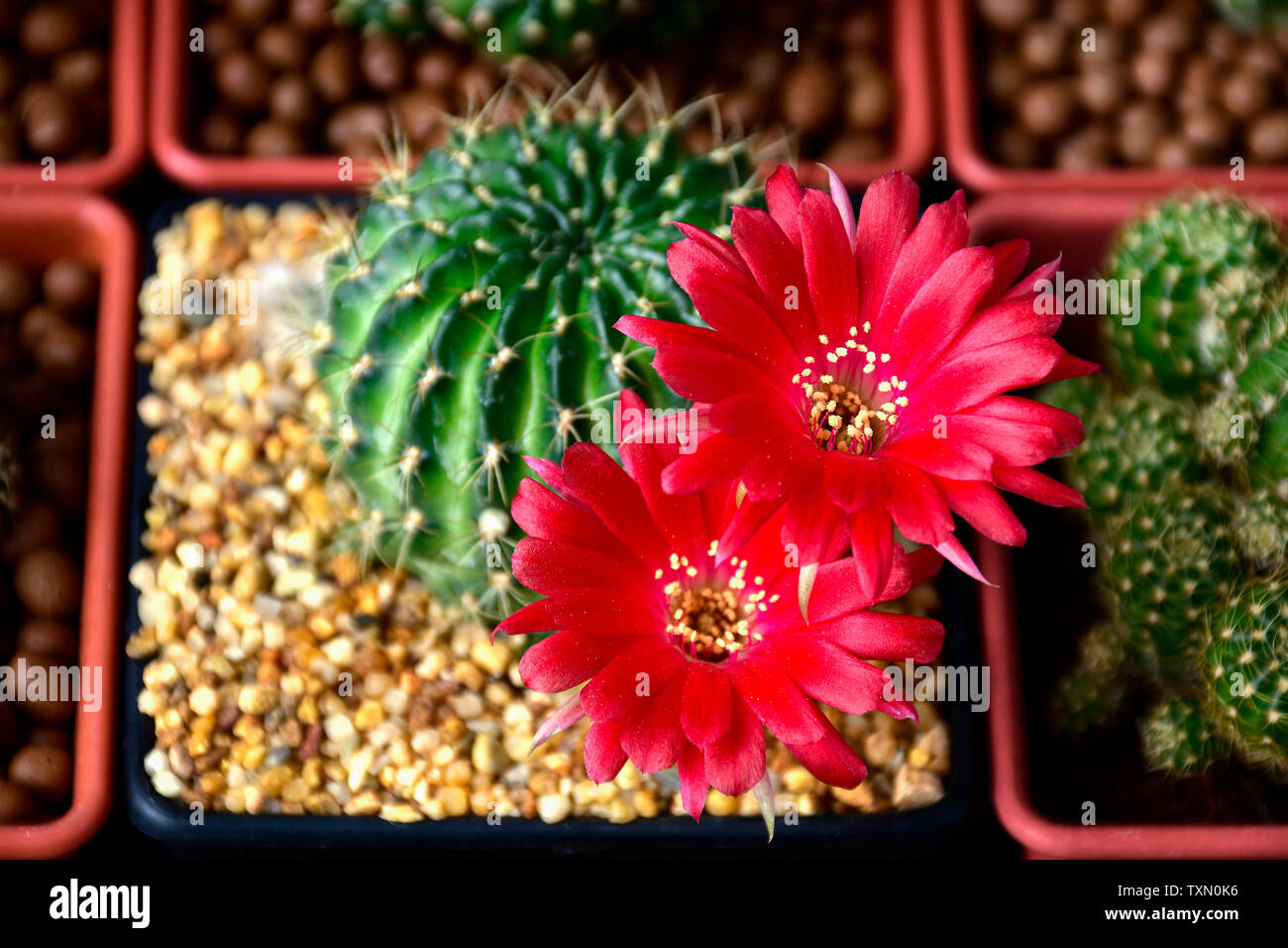 Vaso di fiori rossi di Lobivia spp. nel giardino di cactus. Foto Stock