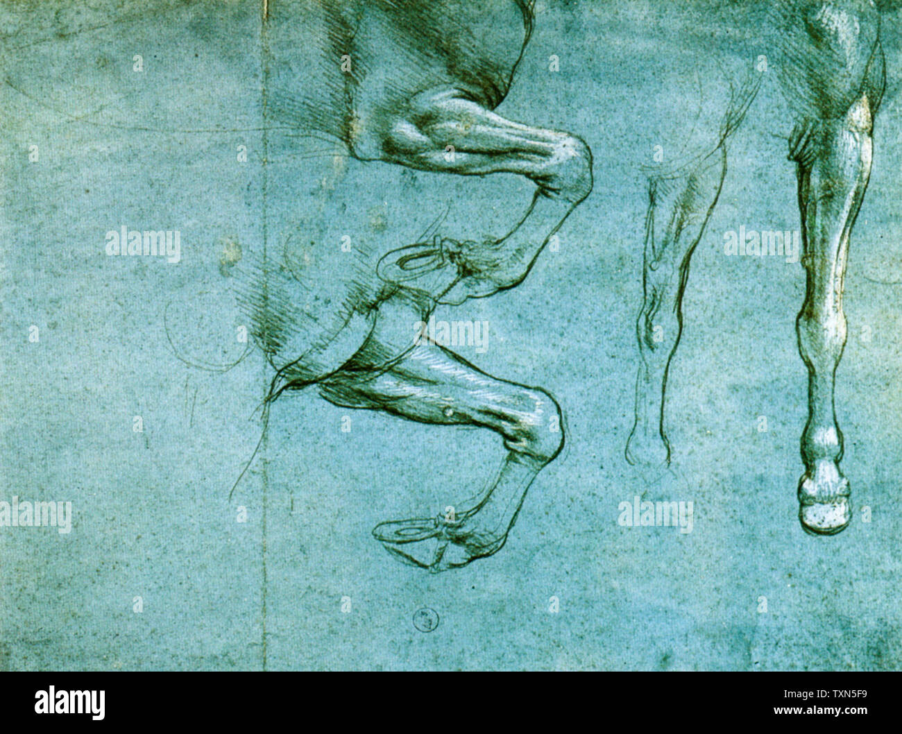 Leonardo da Vinci, Studio delle gambe anteriori di un cavallo, disegno anatomico, 1490 circa Foto Stock