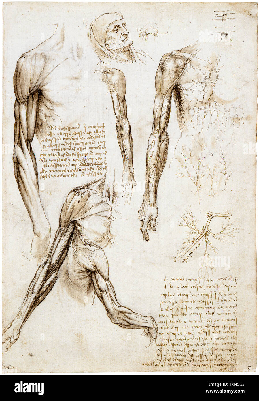 Leonardo da Vinci disegni, morto o moribondo uomo in lunghezza busto, disegno anatomico, circa 1510 Foto Stock