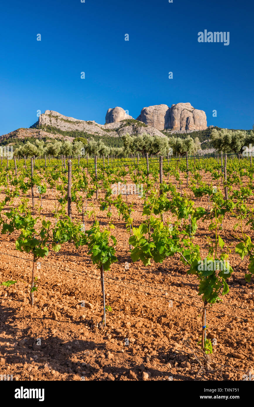 Vigneto, Roques de Benet in distanza, Porte de Tortosa-Beseit aka porte Els massiccio montuoso, Terra Alta (Castellania) regione vinicola, Catalogna, Spagna Foto Stock