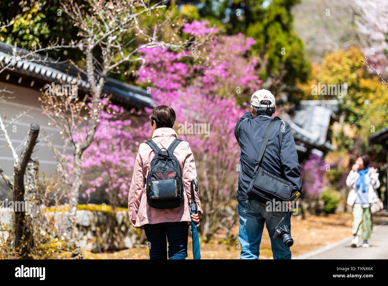 Kyoto, Giappone - 10 Aprile 2019: viola di fiori di ciliegio fiori sakura albero a Ninna-ji con persone i turisti a piedi Foto Stock