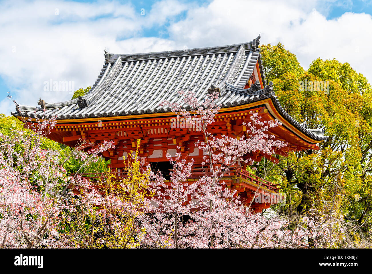 Fiore di Ciliegio fiori albero tamburo framing house con sakura a Ninna-ji il tempio di Kyoto, Giappone Foto Stock