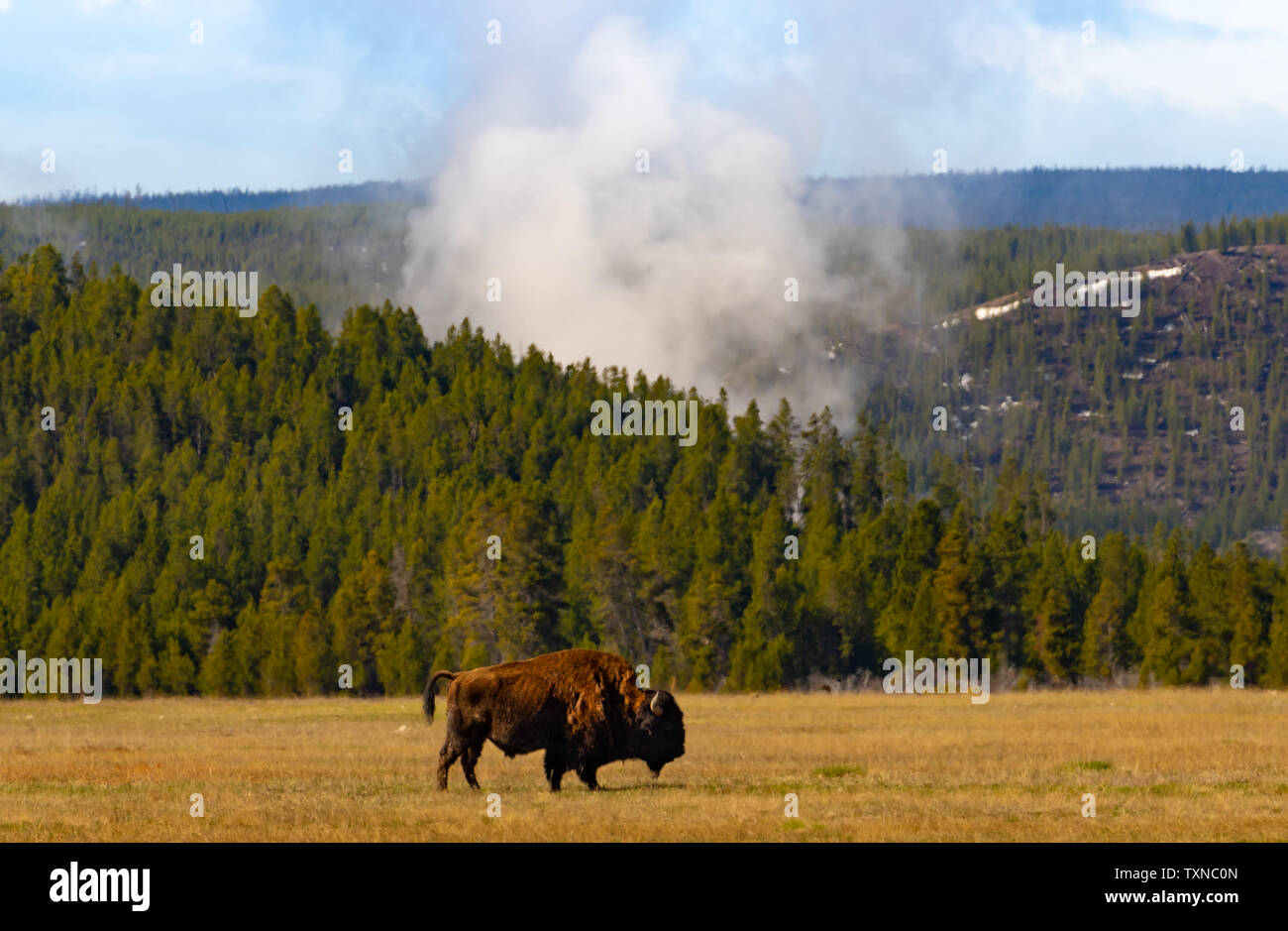 Bison riscaldarsi in Geyser Basin, il Parco Nazionale di Yellowstone Foto Stock Bison riscaldarsi in Geyser Basin, il Parco Nazionale di Yellowstone Foto Stock