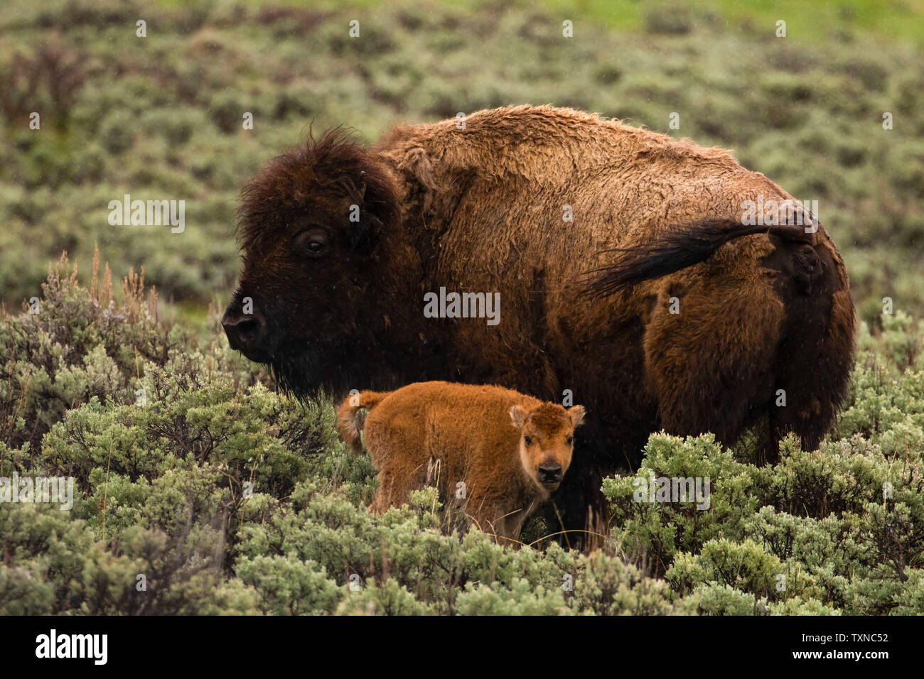 Bison e vitello nella Lamar Valley, il Parco Nazionale di Yellowstone, Wyoming USA Foto Stock