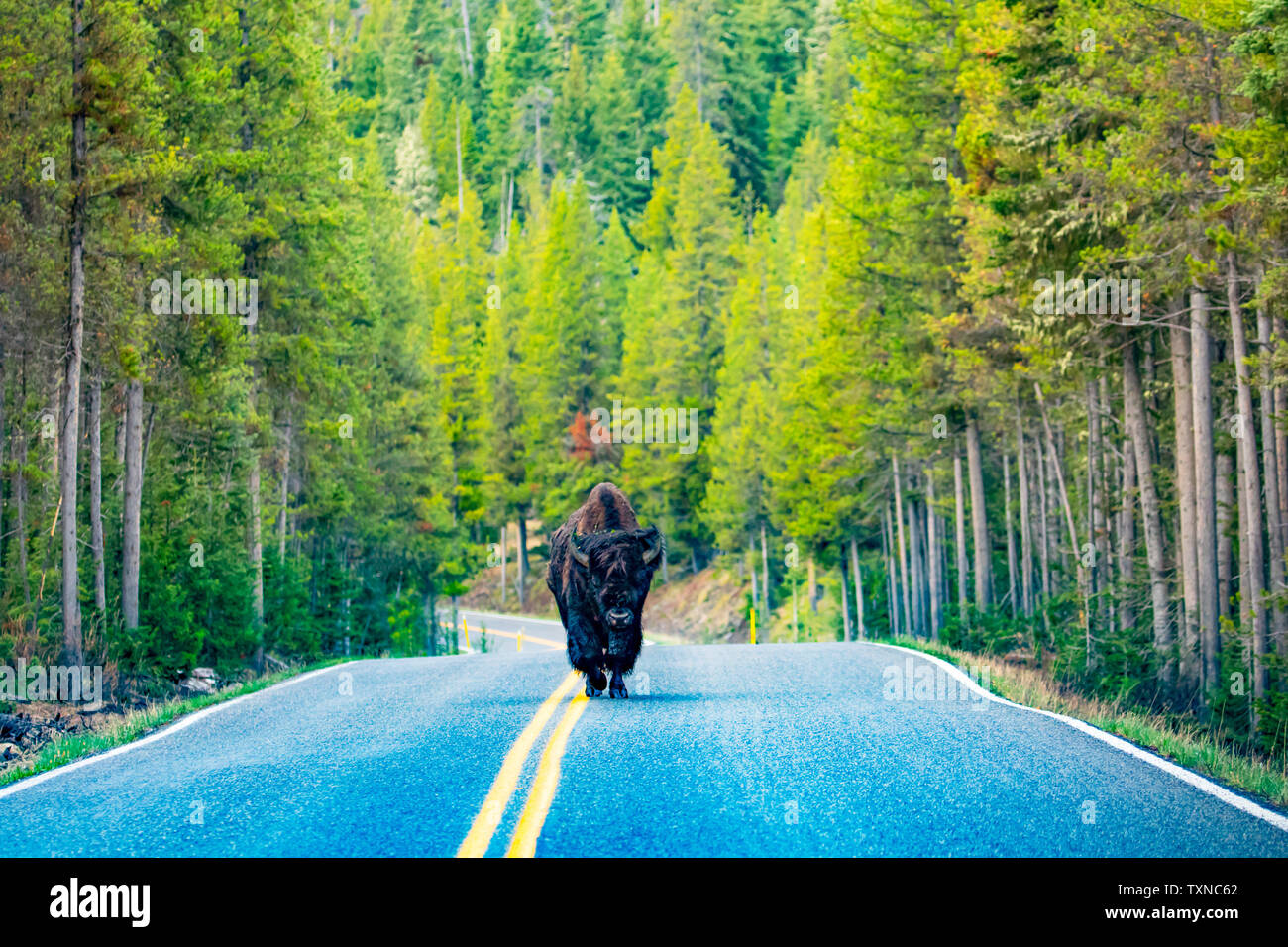 Bison camminando sulla strada nel Parco Nazionale di Yellowstone Foto Stock