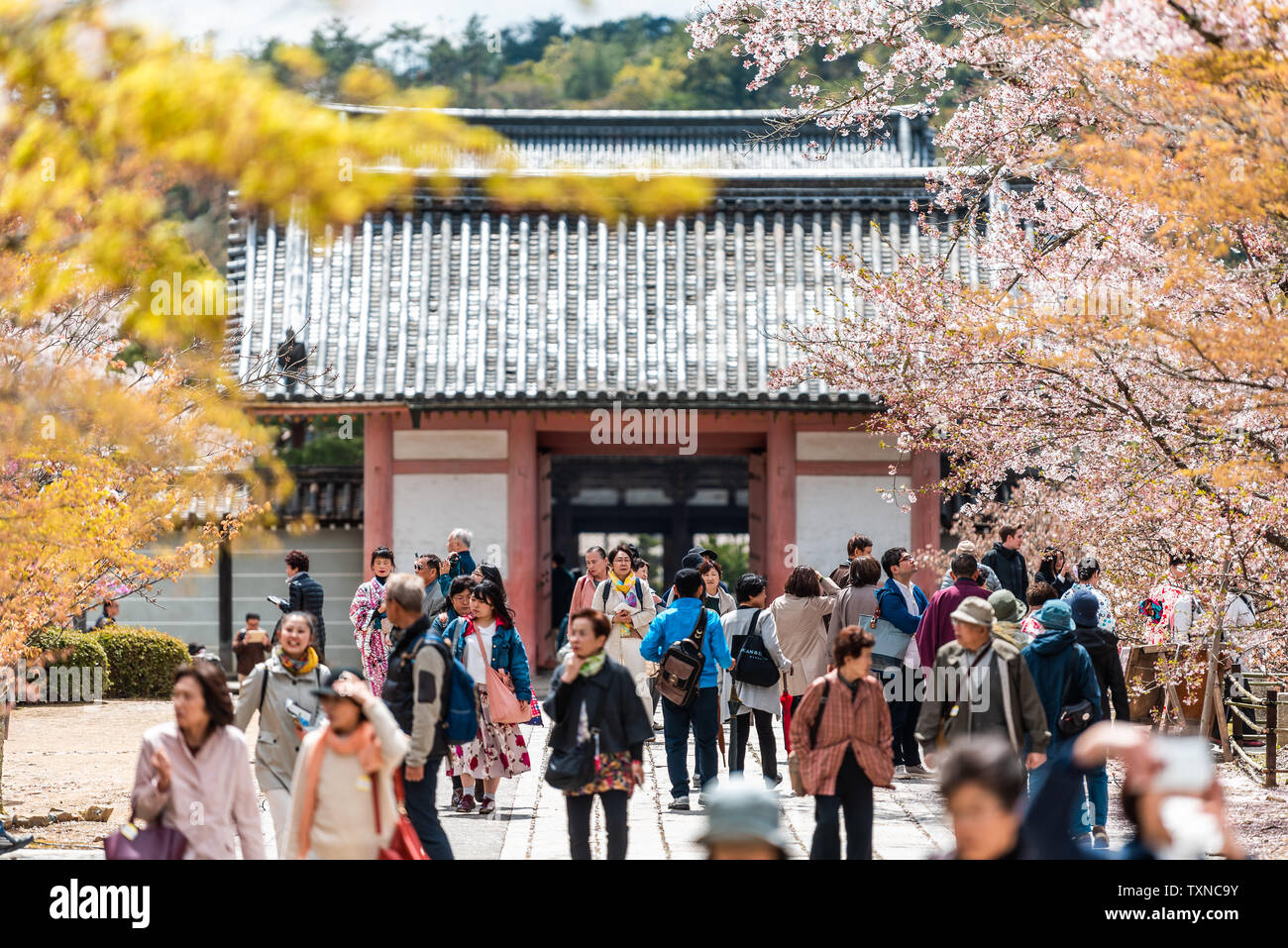 Kyoto, Giappone - 10 Aprile 2019: fiore di ciliegio fiori sakura albero a Ninna-ji ingresso con persone i turisti a piedi Foto Stock