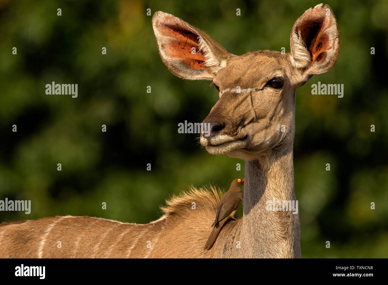 Kudu guardando sopra la spalla, vista laterale, Kruger National Park, Sud Africa Foto Stock
