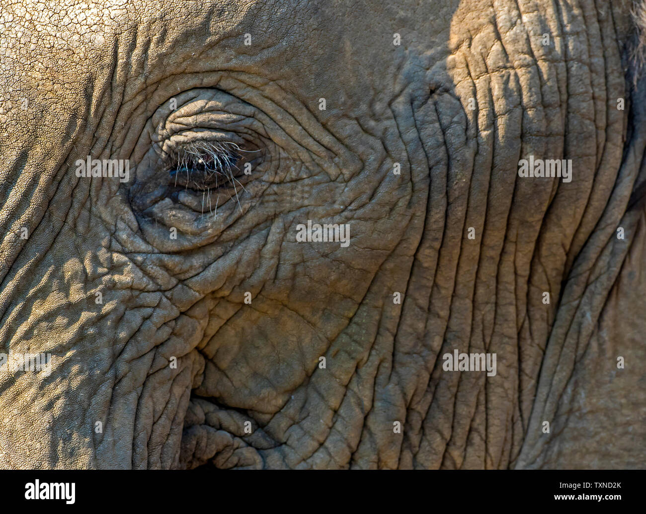 Elefante africano, full frame fino in prossimità della faccia, Kruger National Park, Sud Africa Foto Stock