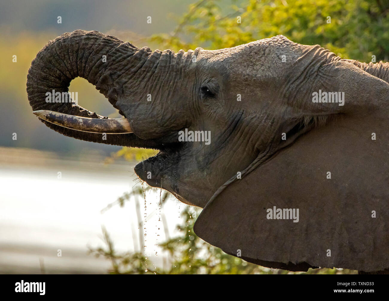 Elefante africano dal foro di irrigazione, vista laterale testa il colpo, Kruger National Park, Sud Africa Foto Stock