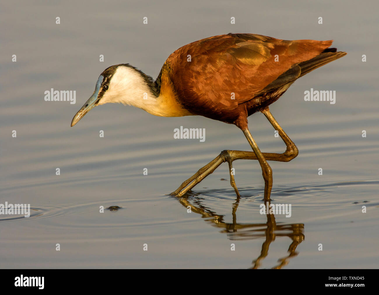 Jacana africana la caccia nel lago, vista laterale, Kruger National Park, Sud Africa Foto Stock