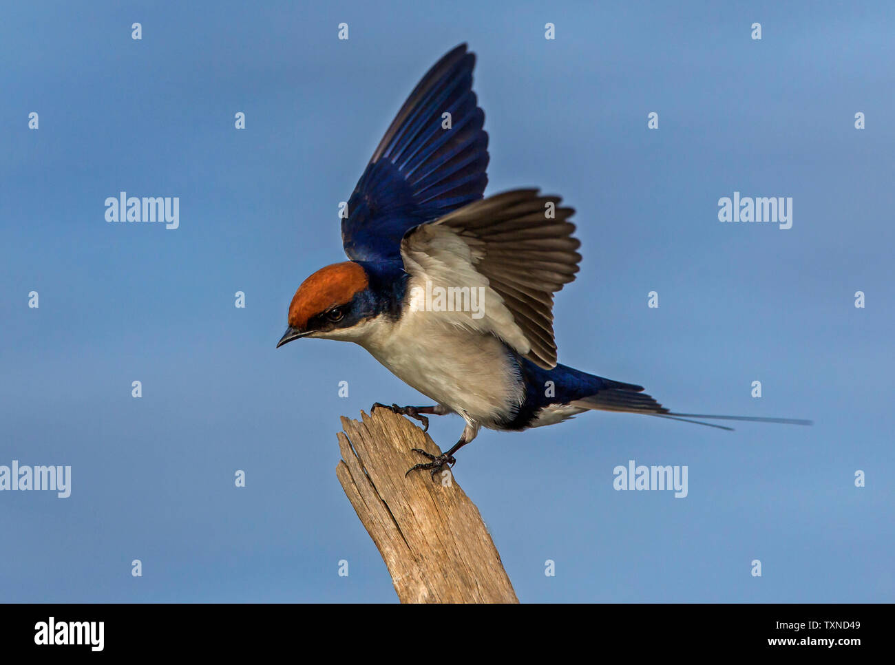 Filo-tailed swallow appollaiate su fencepost, vista laterale, Kruger National Park, Sud Africa Foto Stock