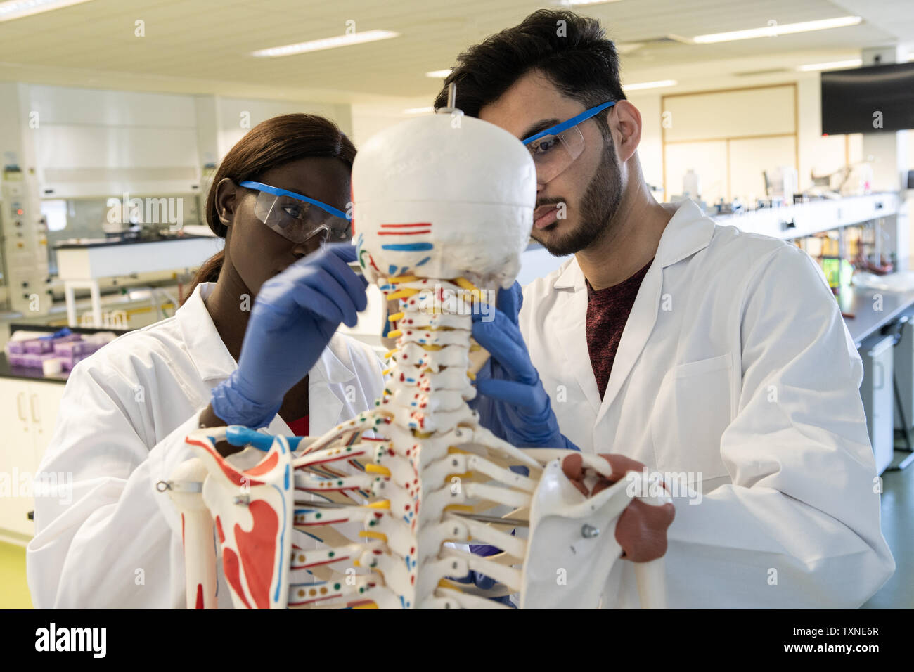I giovani di sesso maschile e femminile gli scienziati esaminando lo scheletro del modello in laboratorio Foto Stock