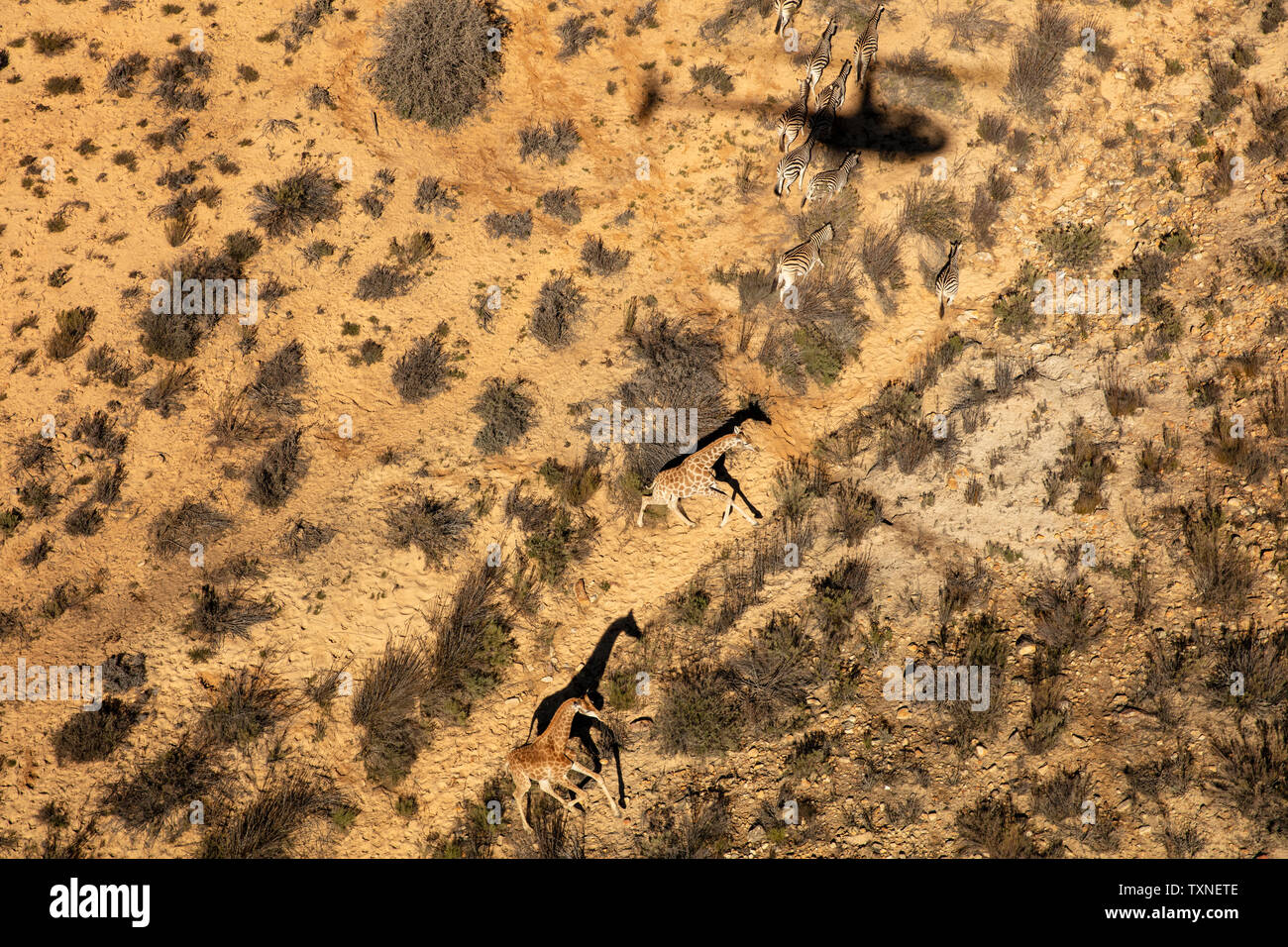 Giraffe e zebre in esecuzione attraverso il paesaggio arido, vista aerea, Cape Town, Western Cape, Sud Africa Foto Stock