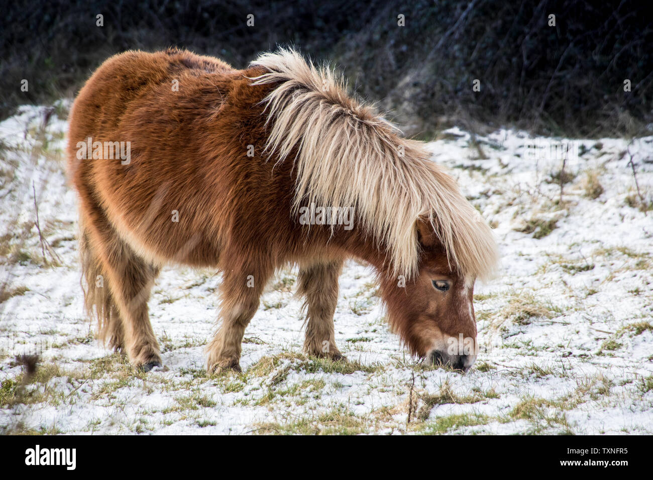 Un wild moor pony nella neve Foto Stock