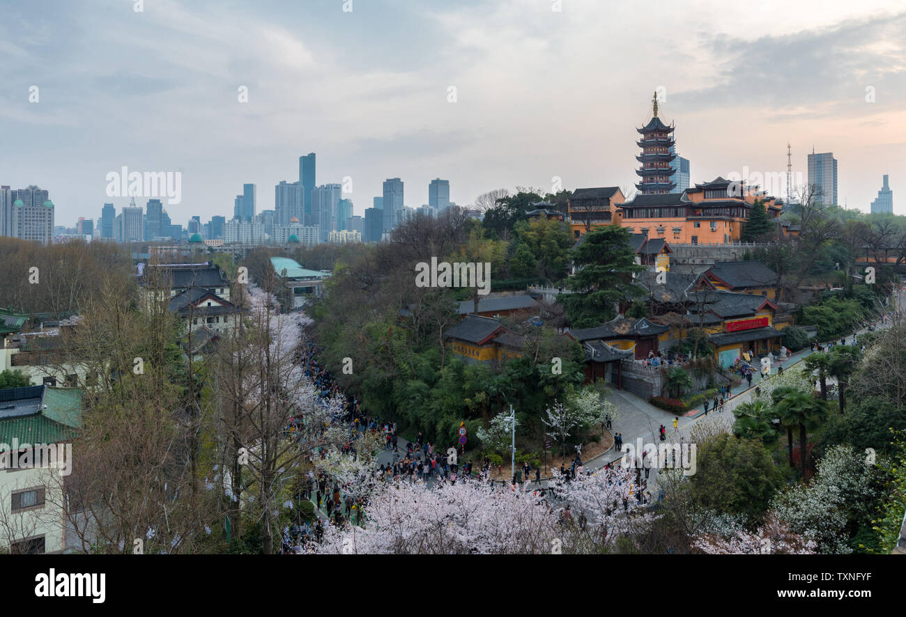 La fioritura dei ciliegi del tempio Jiming in Nanjing sono in piena fioritura, attirare un gran numero di visitatori appassionati di fotografia per guardare Foto Stock