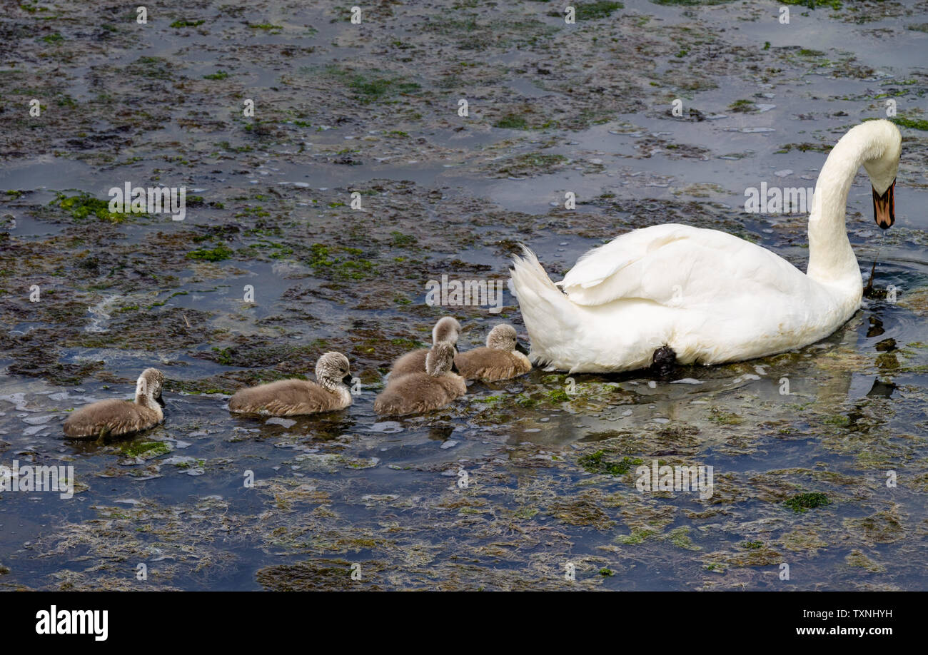 Cygnus olor cigno con cygnets Foto Stock