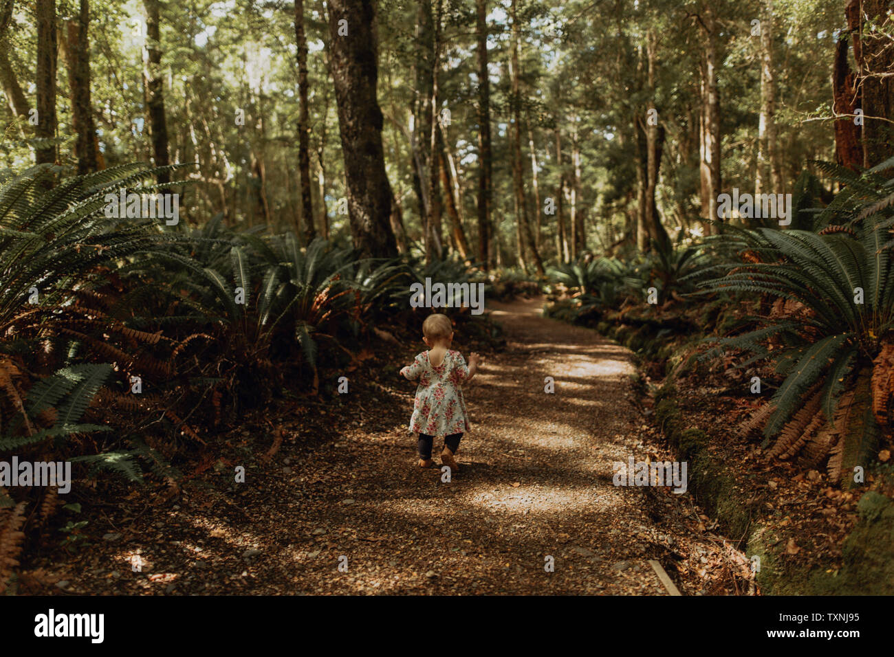 Baby girl ad esplorare la foresta, Queenstown, Canterbury, Nuova Zelanda Foto Stock