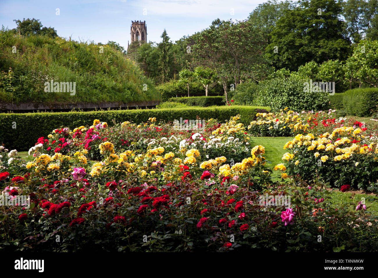 Il giardino delle rose a Fort X, una parte della ex fortezza interna ad anello, sullo sfondo la chiesa di Agnes, Colonia, Germania. der Rosengarten am Fort X Foto Stock