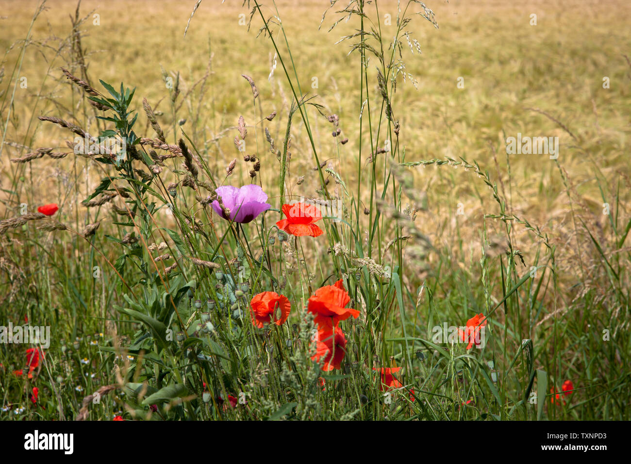 Il papavero (Papaver) su un margine di campo nel distretto di Poll, Colonia, Germania. Mohnblumen (Papaver) un einem Feldrand in Koeln-Poll, Deutschland. Foto Stock