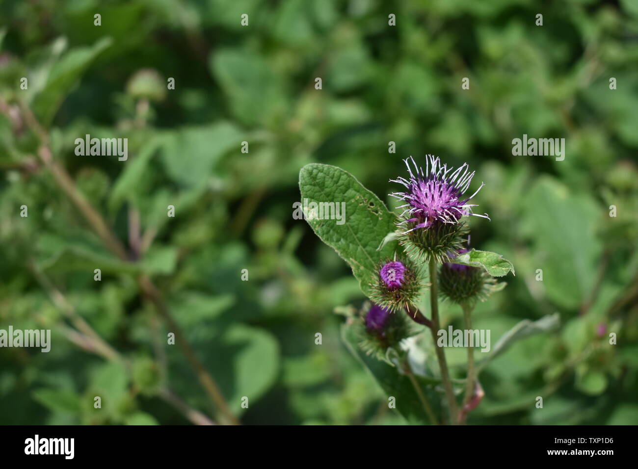 Thistle Foto Stock