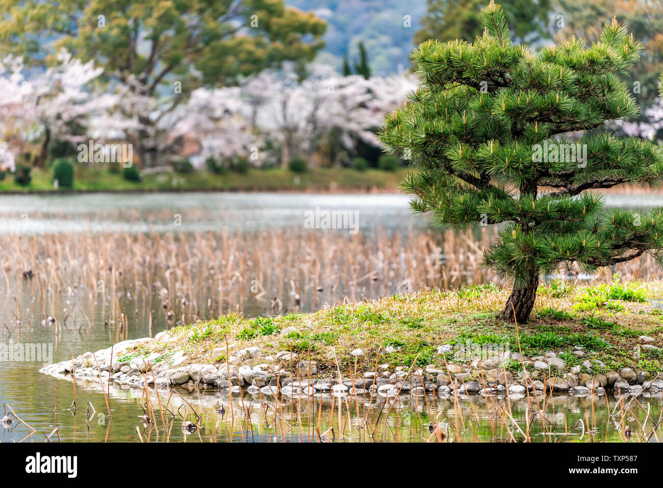 Kyoto Osawa-no-ike stagno in primavera in area Arashiyama dal Tempio Daikakuji secco con piante di loto sull'acqua Foto Stock