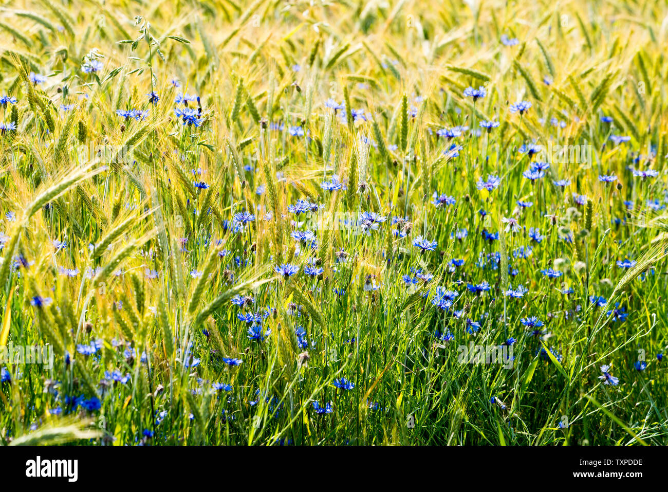 Fiordaliso in un campo di orzo, vicino Oberweser, Weser Uplands, Weserbergland, Hesse, Germania Foto Stock