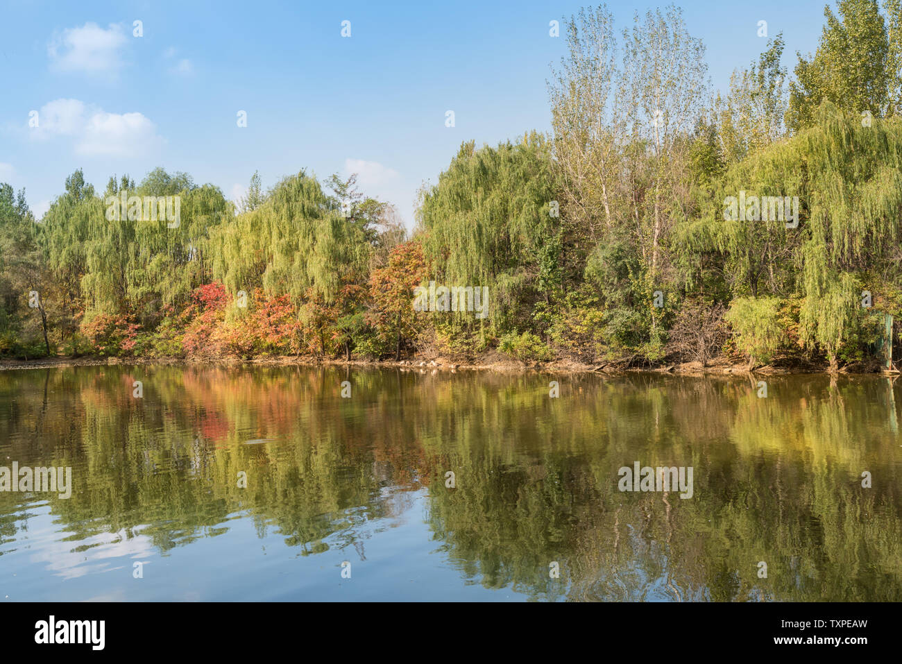 Autunno Swan anatra selvatica in Outdoor stagno Grove nel Parco di Shenyang, Cina Foto Stock