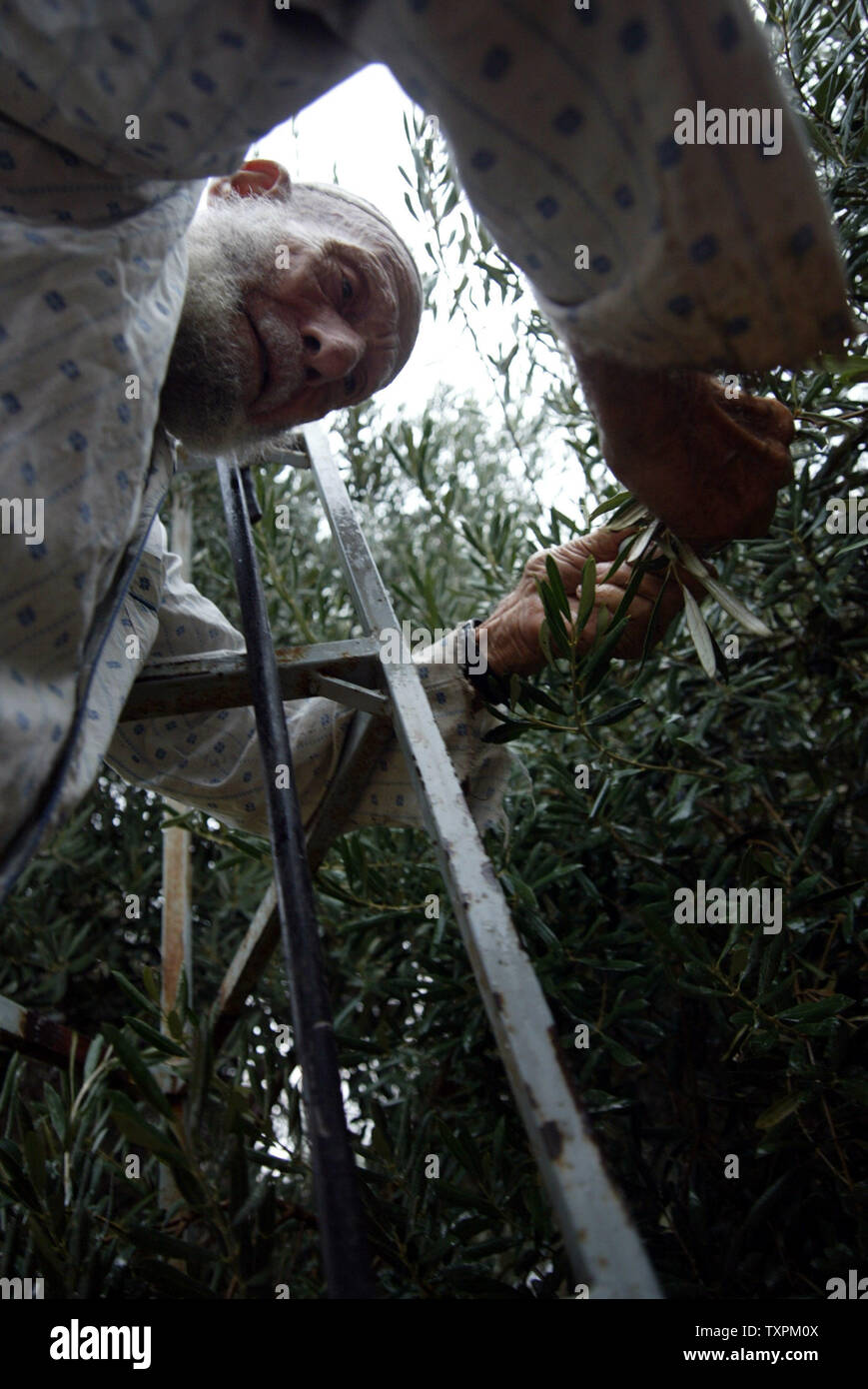 Un palestinese Mohammad Shahin 78 , raccoglie frutta falen all'ombra di un ulivo durante l annuale della raccolta delle olive, Ottobre 19, 2005 in al-nsirat camp, nel sud della striscia di Gaza, nella Striscia di Gaza. Agricoltori palestinesi generalmente producono olive, grano di arance e di limoni, ma agricoltori palestinesi ora concentrarsi su più veloce delle colture quali olive perché chiusure israeliano su Gaza e una scarsa economia.(UPI foto/Ismael Mohamad) Foto Stock